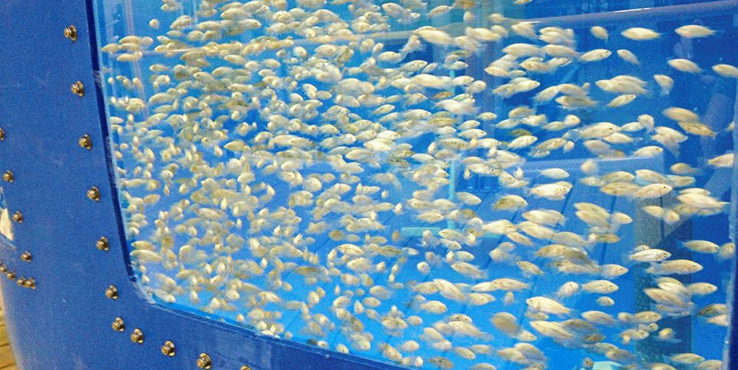caring for jade perch in aquaponics systems - farming