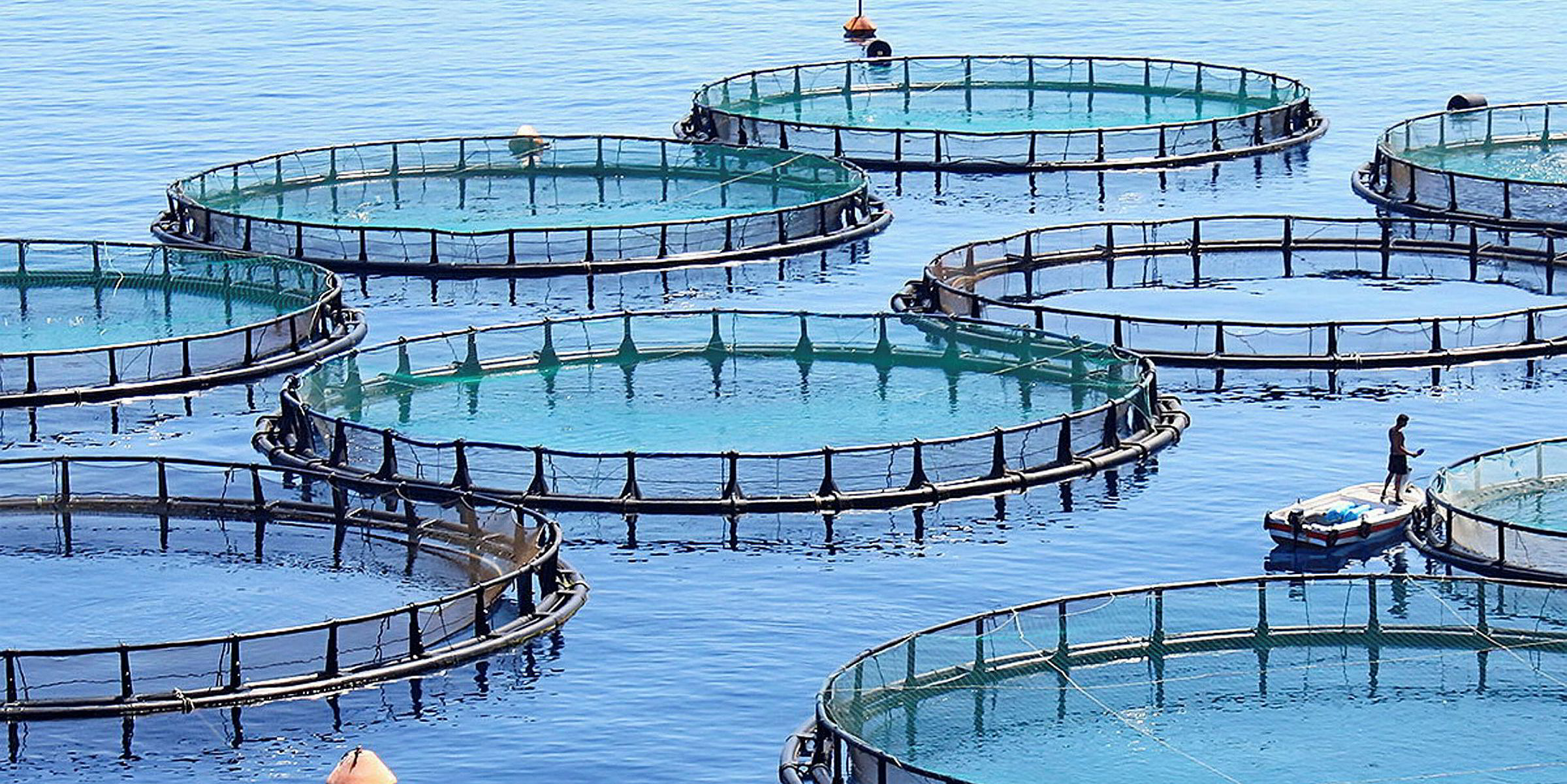 Seychelles farming five new fish species this year Intrafish