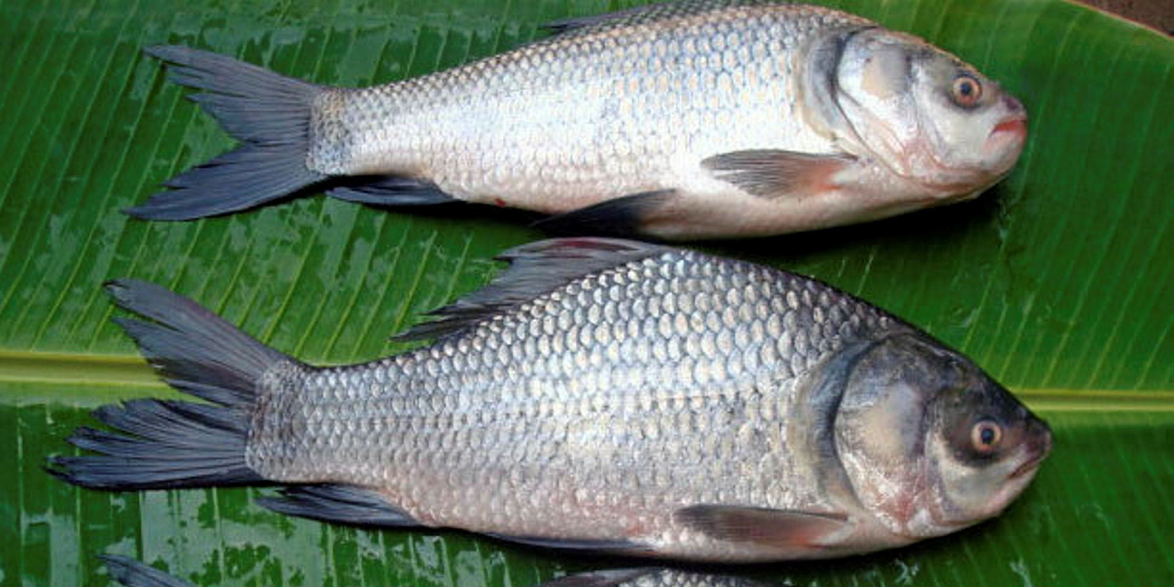 essay on fish farming in nepali language