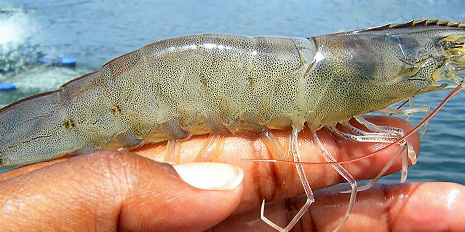 Philippines fish farmer jumps on shrimp production with new 50,000ton