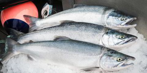 NGO turns to Endangered Species Act to stop king salmon fishing in