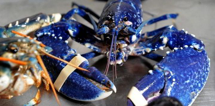 Brexit drives UK lobster supplier closure - Vimarsana News