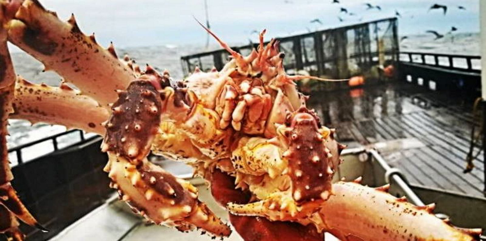 Bering Sea crab group takes shot at Alaska pollock fishery in