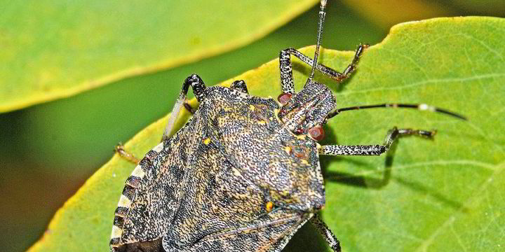 Stink bugs: Tesla-laden car carrier refused Australia entry over ...