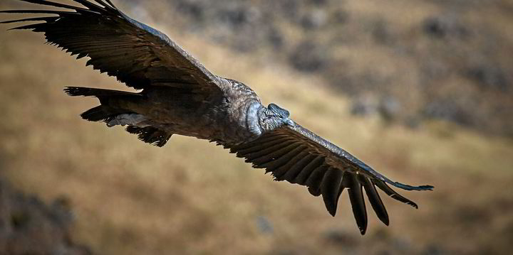 Andean condor might maintain key to sending wind turbine energy output hovering