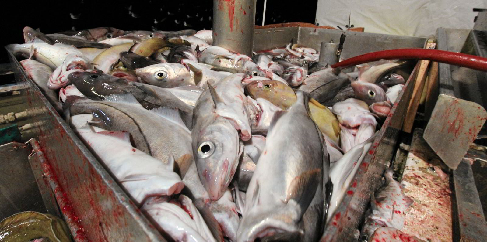 Norway, EU, UK agree on North Sea quotas, with haddock, herring