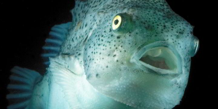 BioMar hails breakthrough in liceeating fish feed Intrafish
