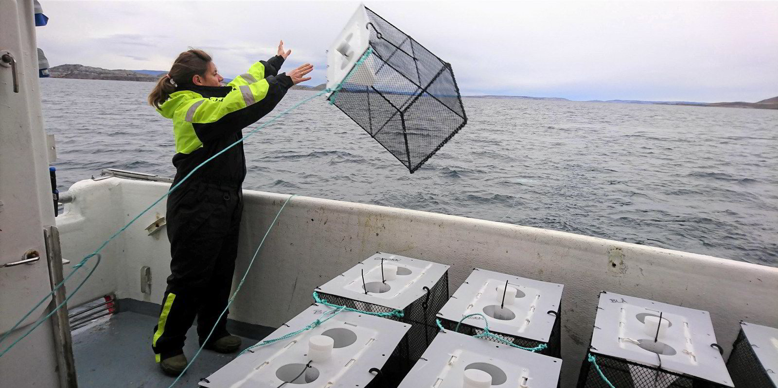 Nye teiner gjør levendefangst av dyphavsreker mulig. Øyvind Hesjevik ...