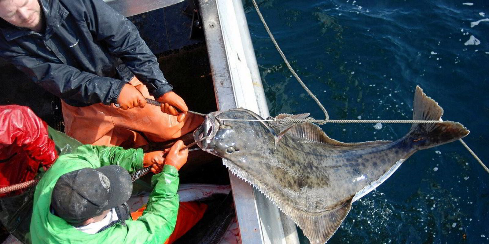 Alaska fishing group planning to intervene in groundfish association halibut  court case