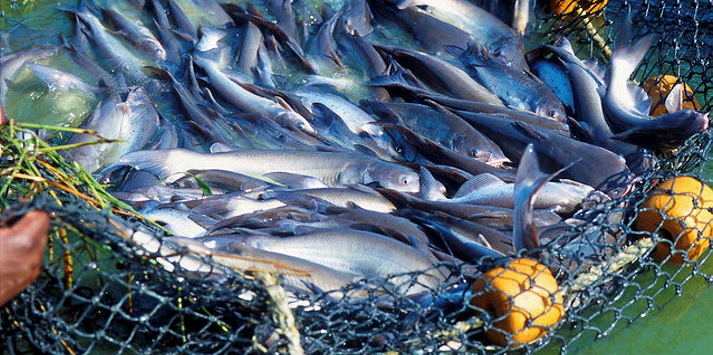 US government continues record seafood purchasing pace with new catfish
