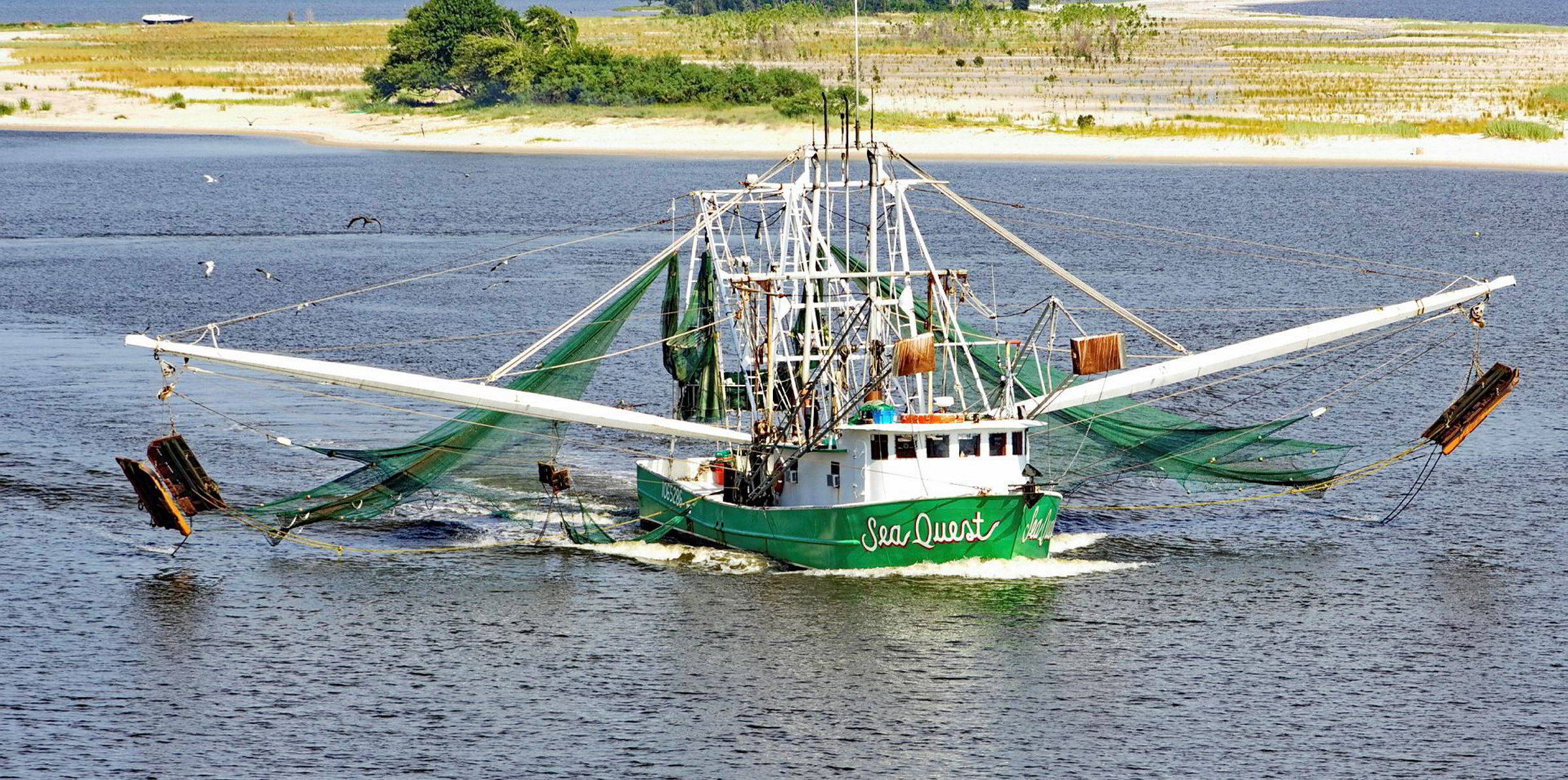 Us Gulf Of Mexico Shrimp Landings Steady In July