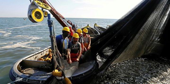 Case study menhaden the fish behind the farm 04 picture