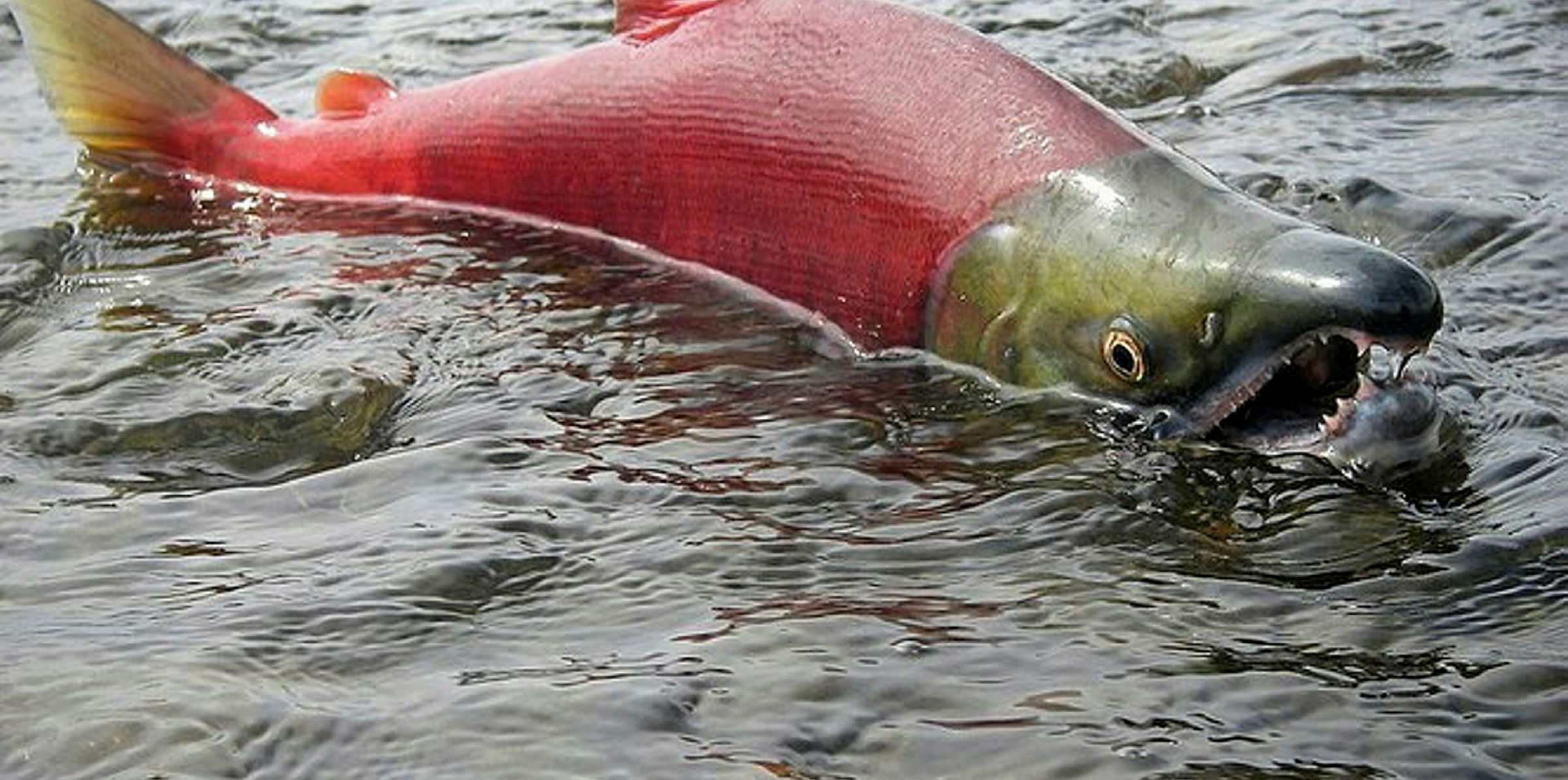 Alaska salmon LIVE UPDATES An overall slow season, sockeye and pink