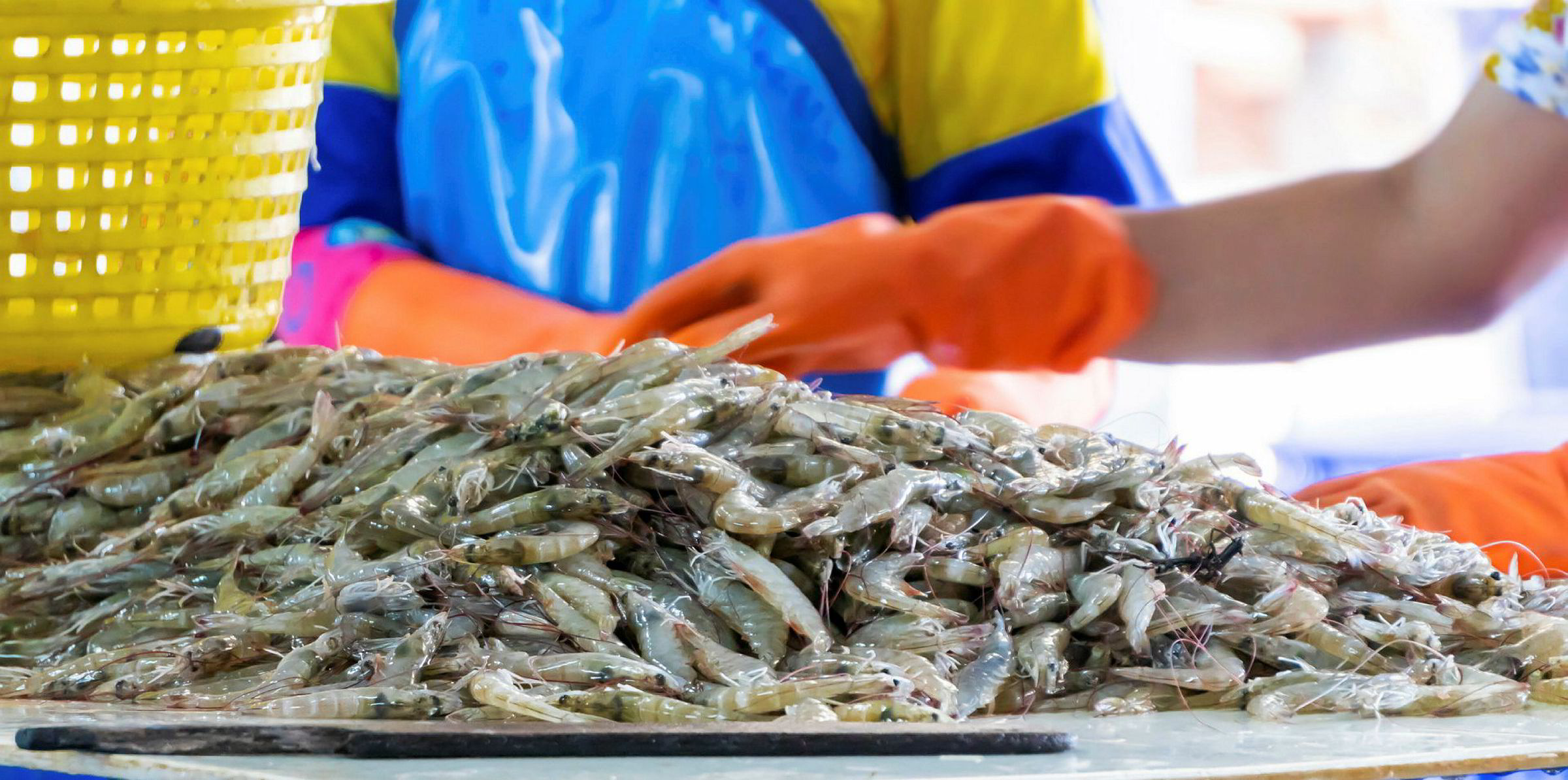 Here are the top farmed shrimp stories of 2019 | IntraFish.com