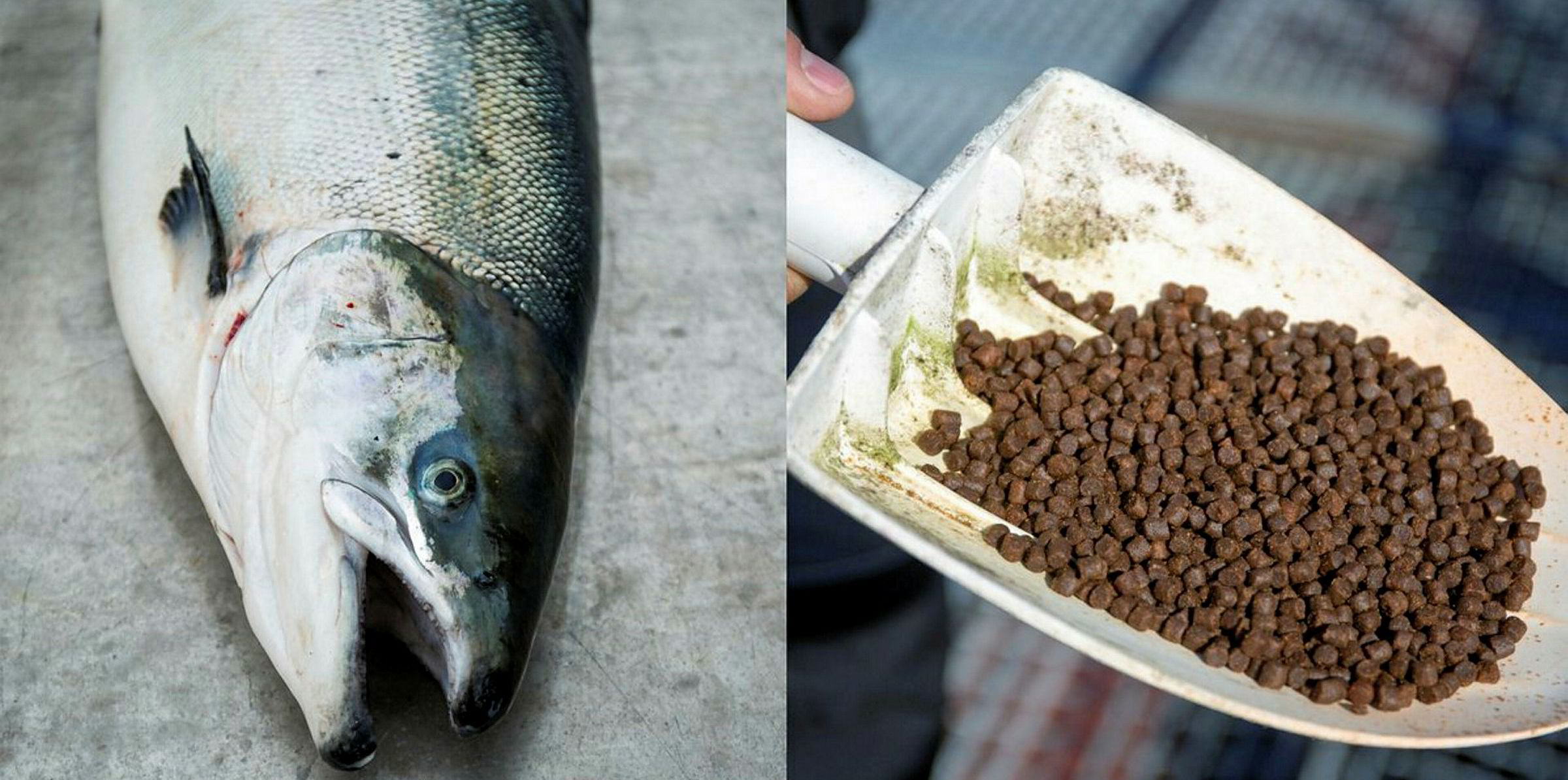 researchers-find-cocktail-of-pesticides-in-salmon-feed-but-say-levels