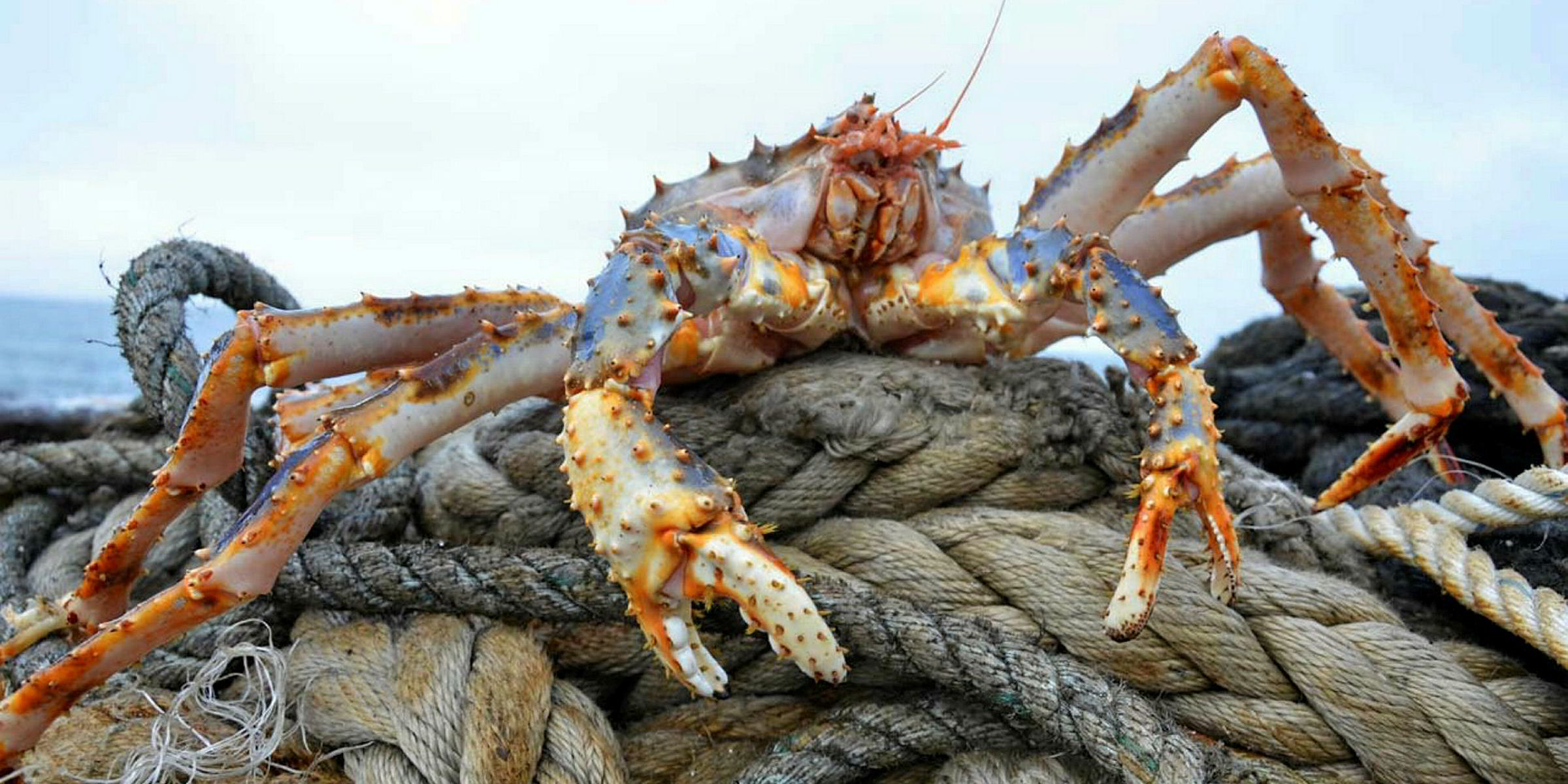 Russia's 2 billion crab quota auction will dramatically remake the