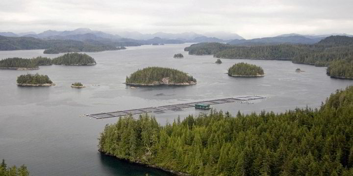 Grieg Seafood, Innovasea join $20 million Canada seafood development project - Vimarsana News