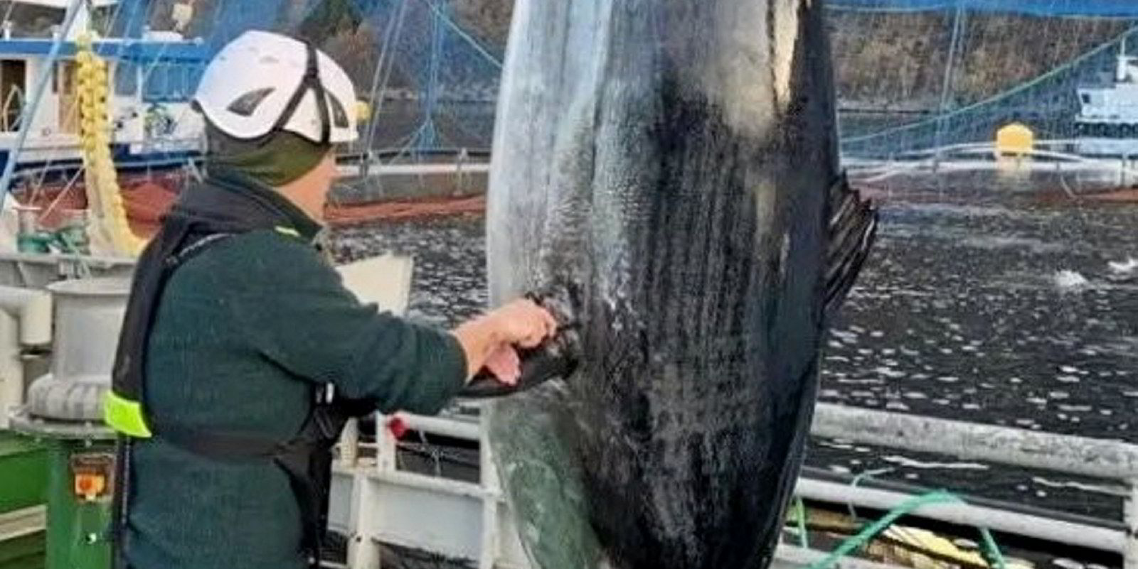 Giant tuna breaks into Norwegian salmon farm