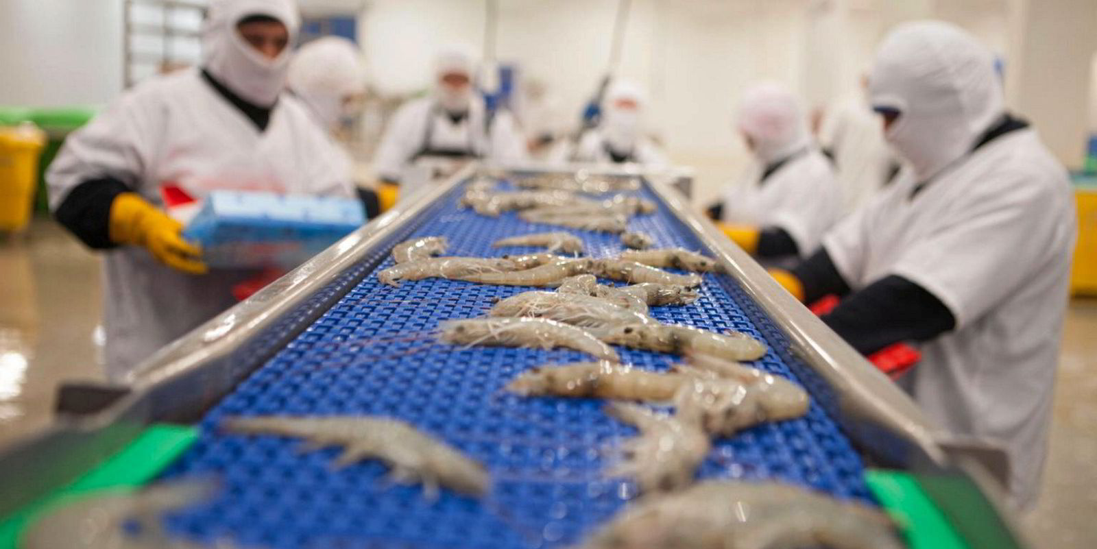China suspends two Ecuadorian shrimp exporters
