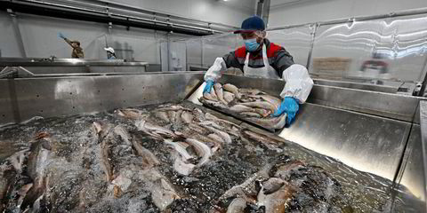 Russian herring processors hike prices in face of raw material shortages,  high demand