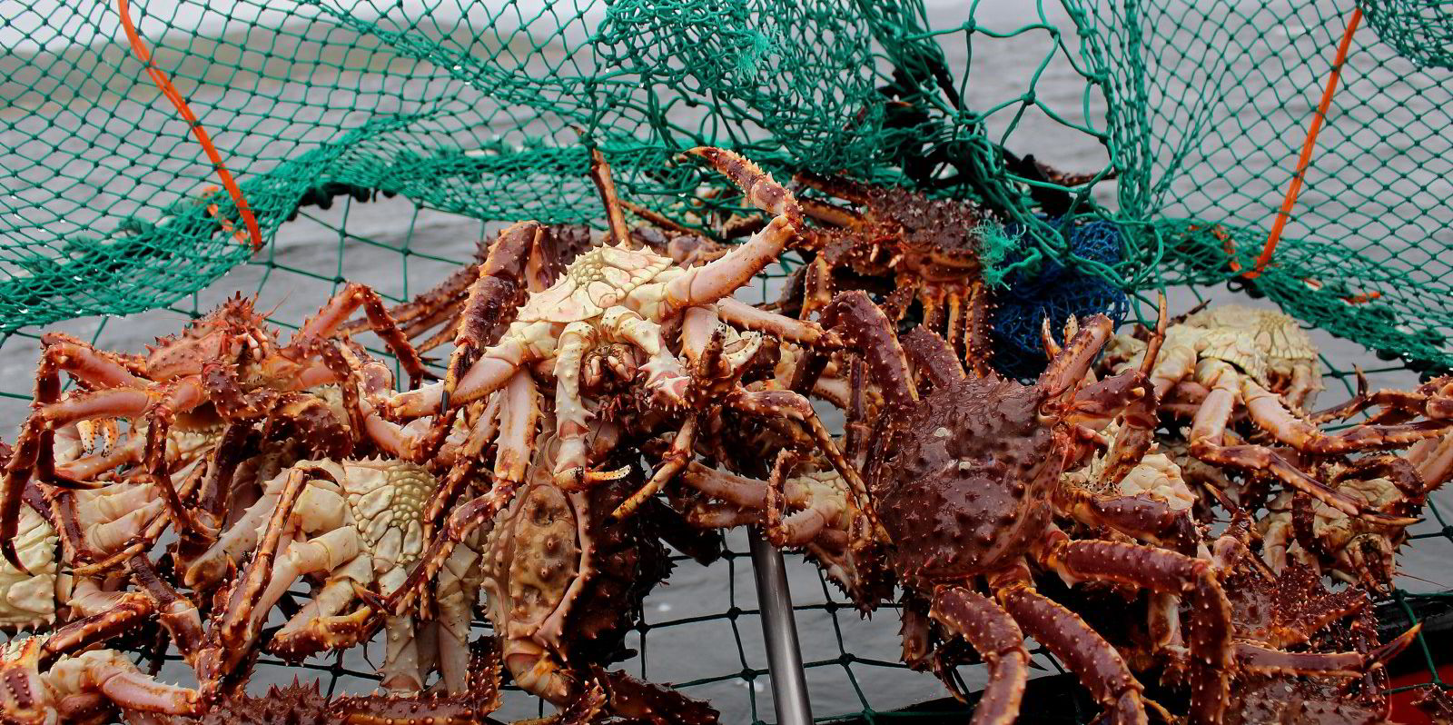 More Russian king, snow crab fisheries secure Marine Stewardship