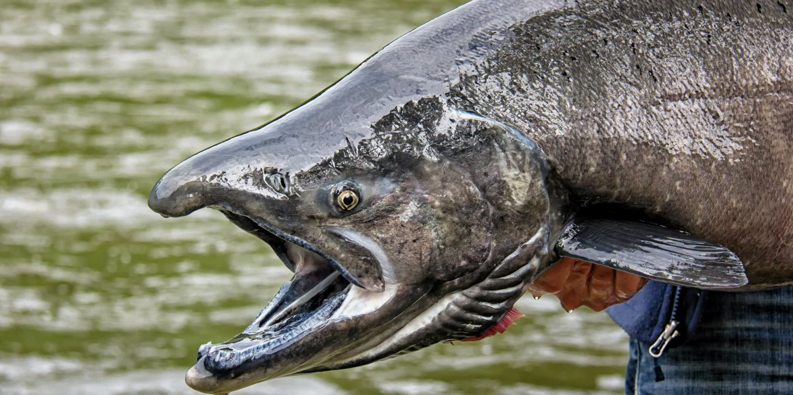 Tribal organizations ask for emergency action on Alaska pollock industry's king  salmon bycatch