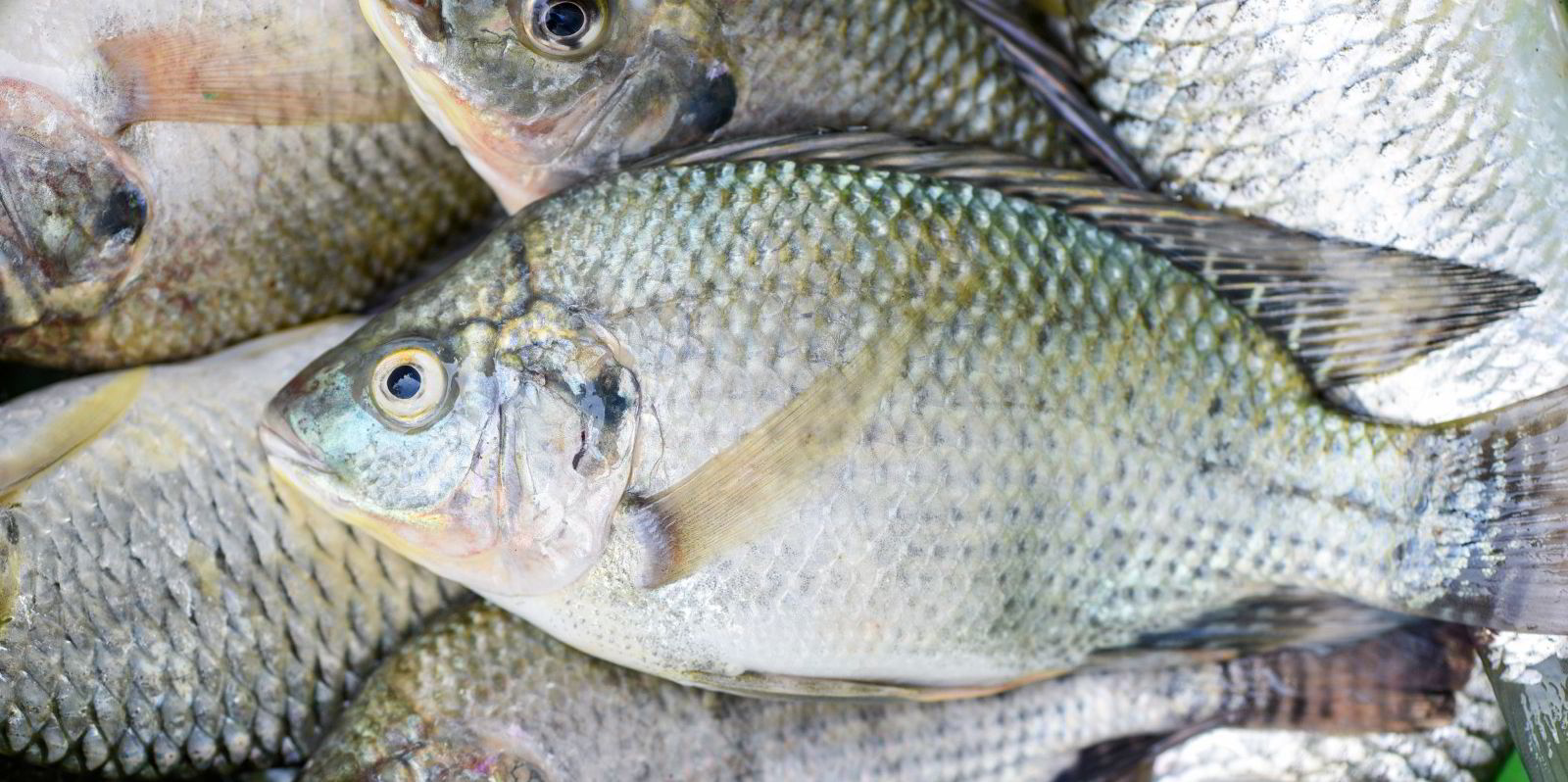 Tilapia tropical outlet fish