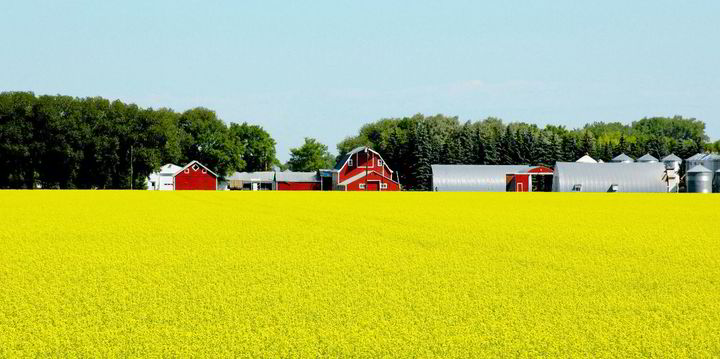 Norwegian authorities approve genetically modified rapeseed oil for use ...