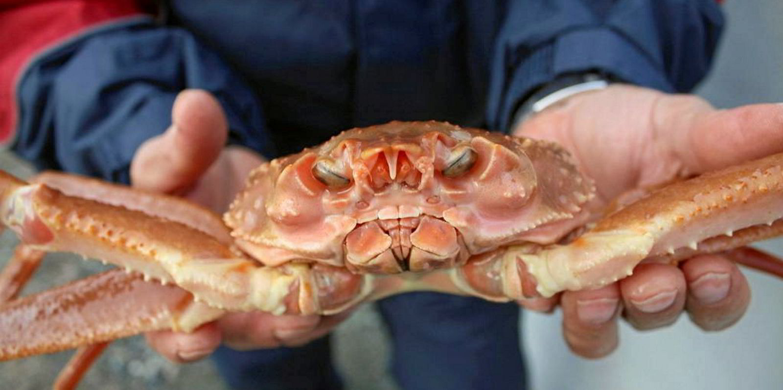 Norway hikes 2024 snow crab quota, but will restrict fishing access