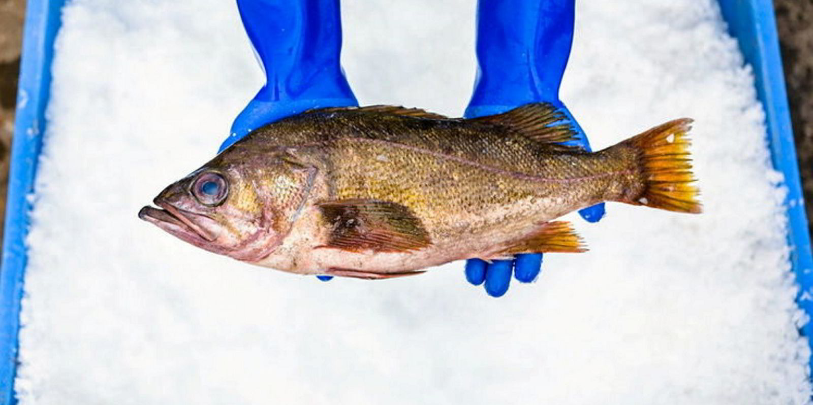 Pacific whiting receives Alaska's RFM eco-label, the first certified