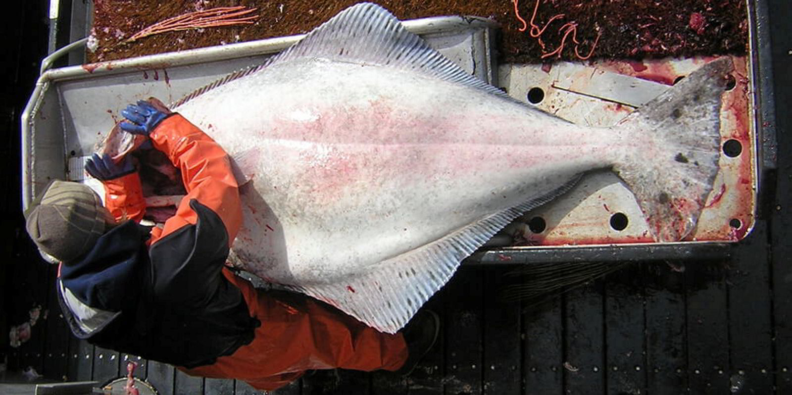 Updated Pacific Halibut Catch Limits Increase Slightly For 2021 3837