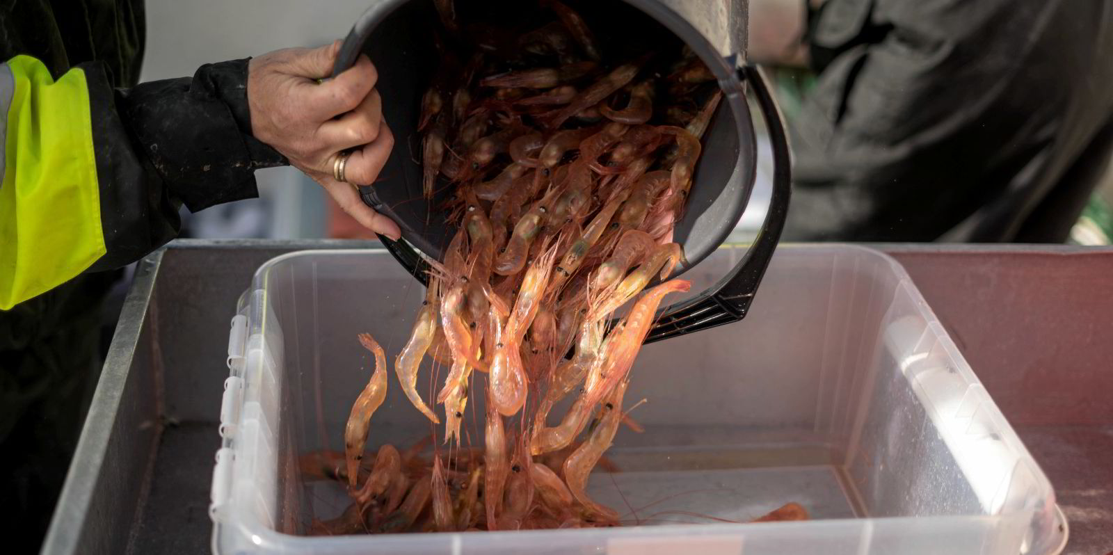 Nye teiner gjør levendefangst av dyphavsreker mulig. Øyvind Hesjevik ...