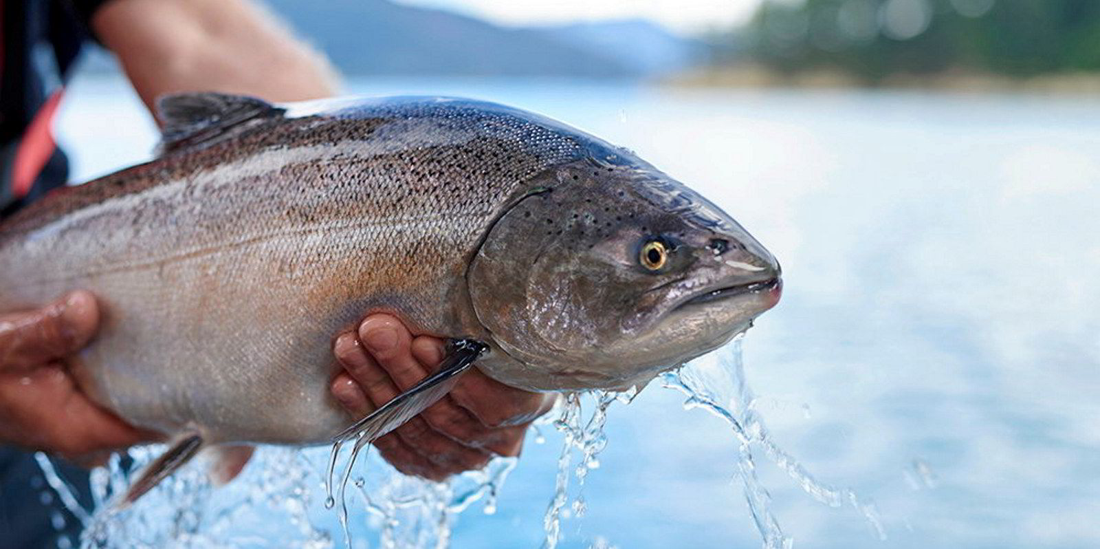 New Zealand King Salmon finally gets green light for country's first