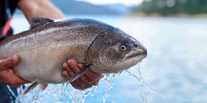 new zealand vs norway salmon