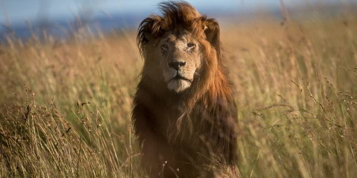 Investor mencari portofolio peluang kelas dunia di Indonesia