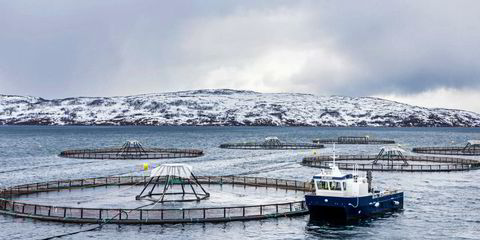Finland - Latest seafood, aquaculture and fisheries news