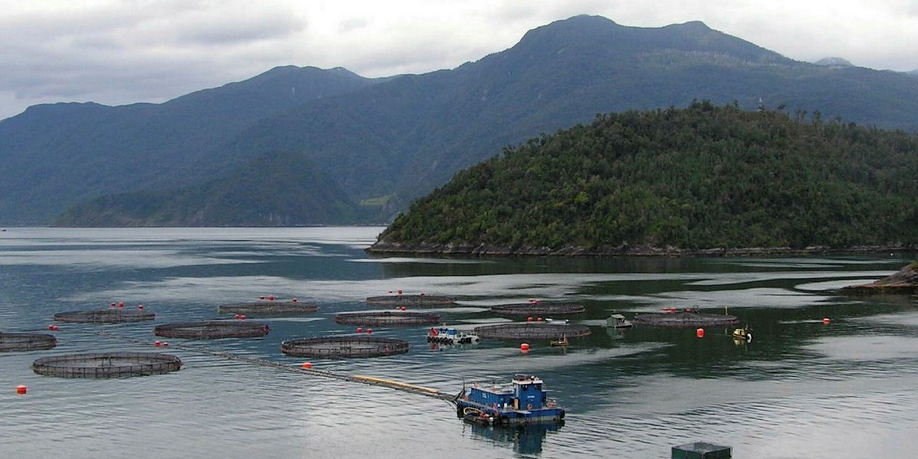 Nissui's Chilean trout farm gets ASC stamp