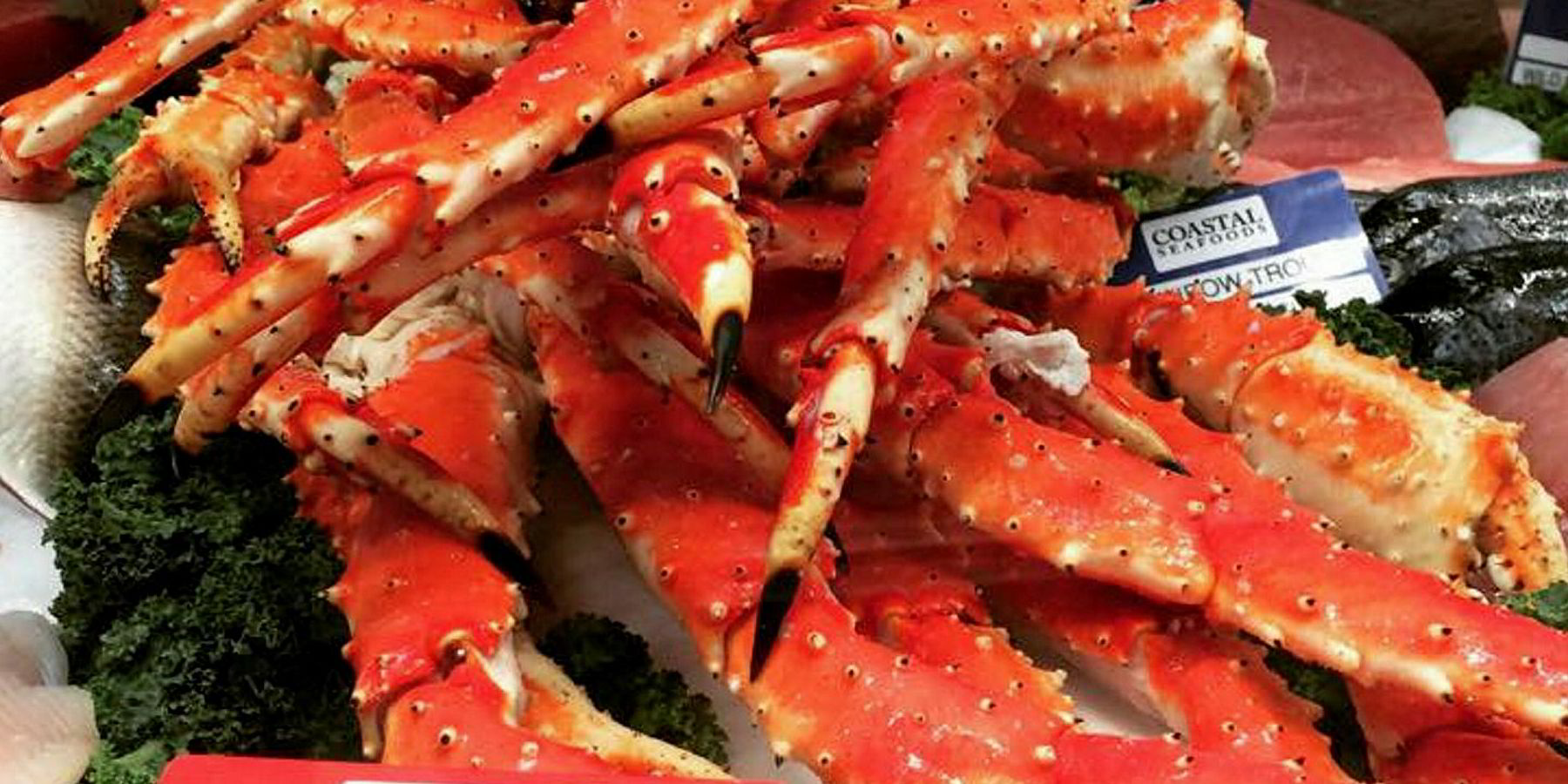 Bristol Bay red king crab harvesting quota slashed 14, opening date