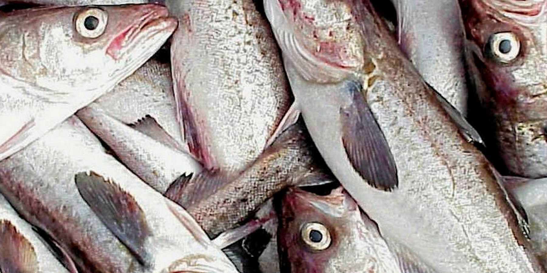 Russian pollock giant NBAMR expects to double earnings on retail