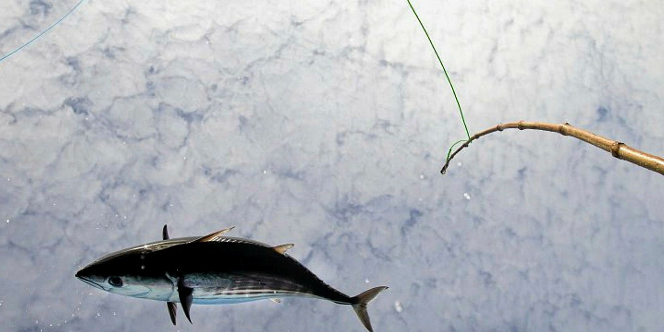 Video: St Helena's profitable pole-and-line tuna fishery