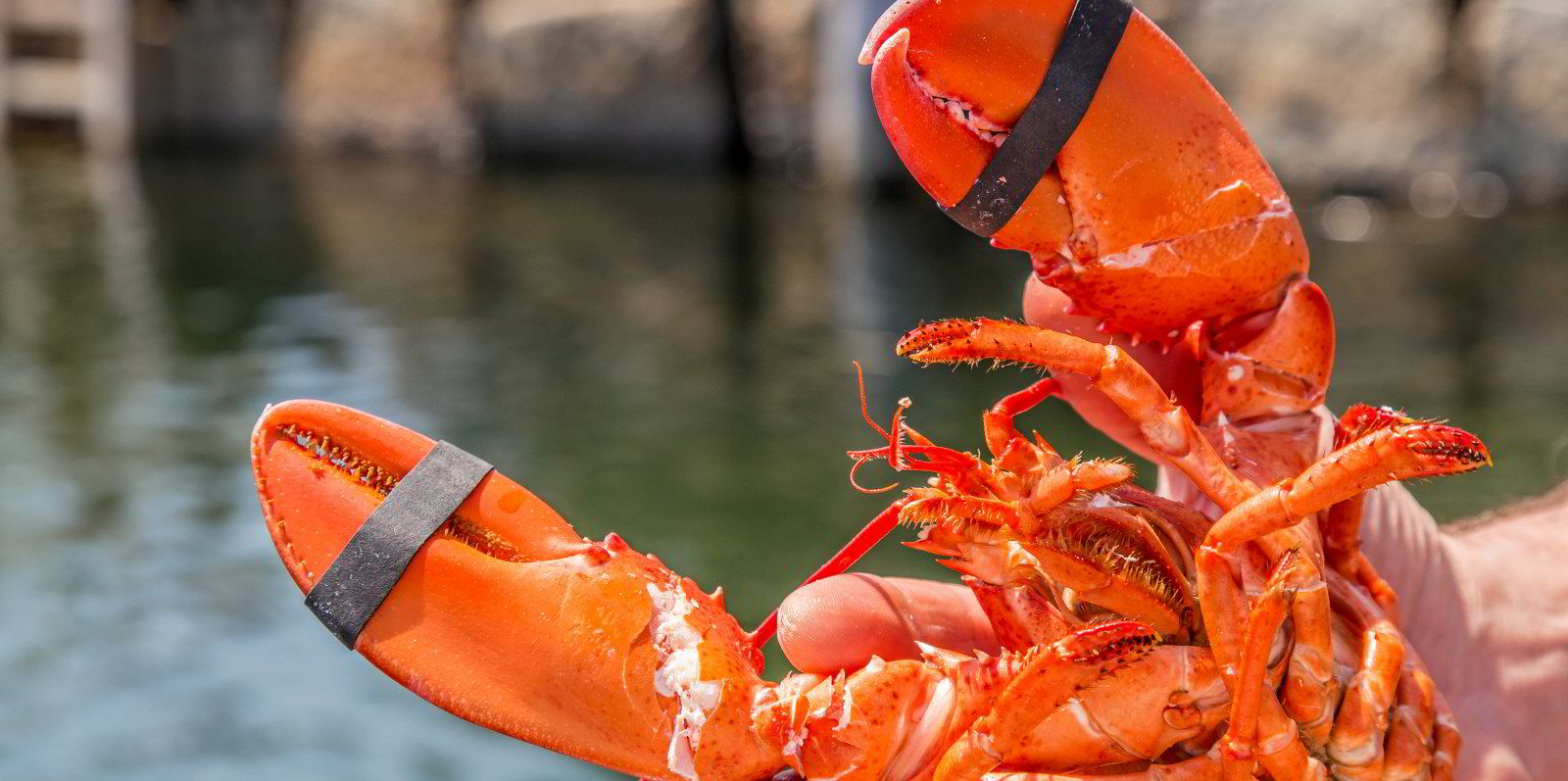 Maine lobster industry gets a reprieve as US judge delays new fishing