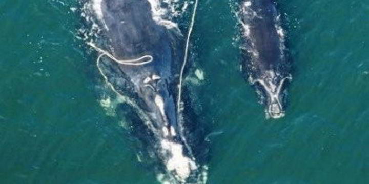 National Oceanic and Atmospheric Administration (NOAA): Whale gets stuck in its trap, but fishing gear still poses a threat