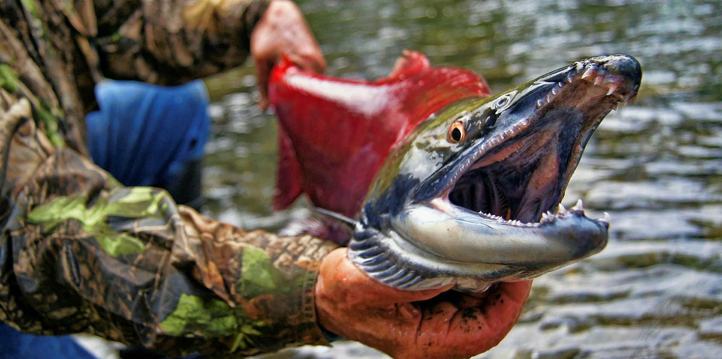 Another Russian sockeye salmon fishery seeks MSC certification