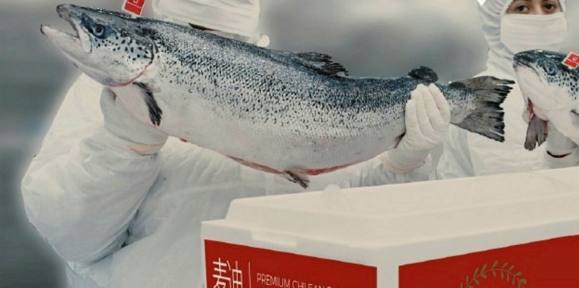 'Super premium' farmed salmon keeps foothold in China with help from