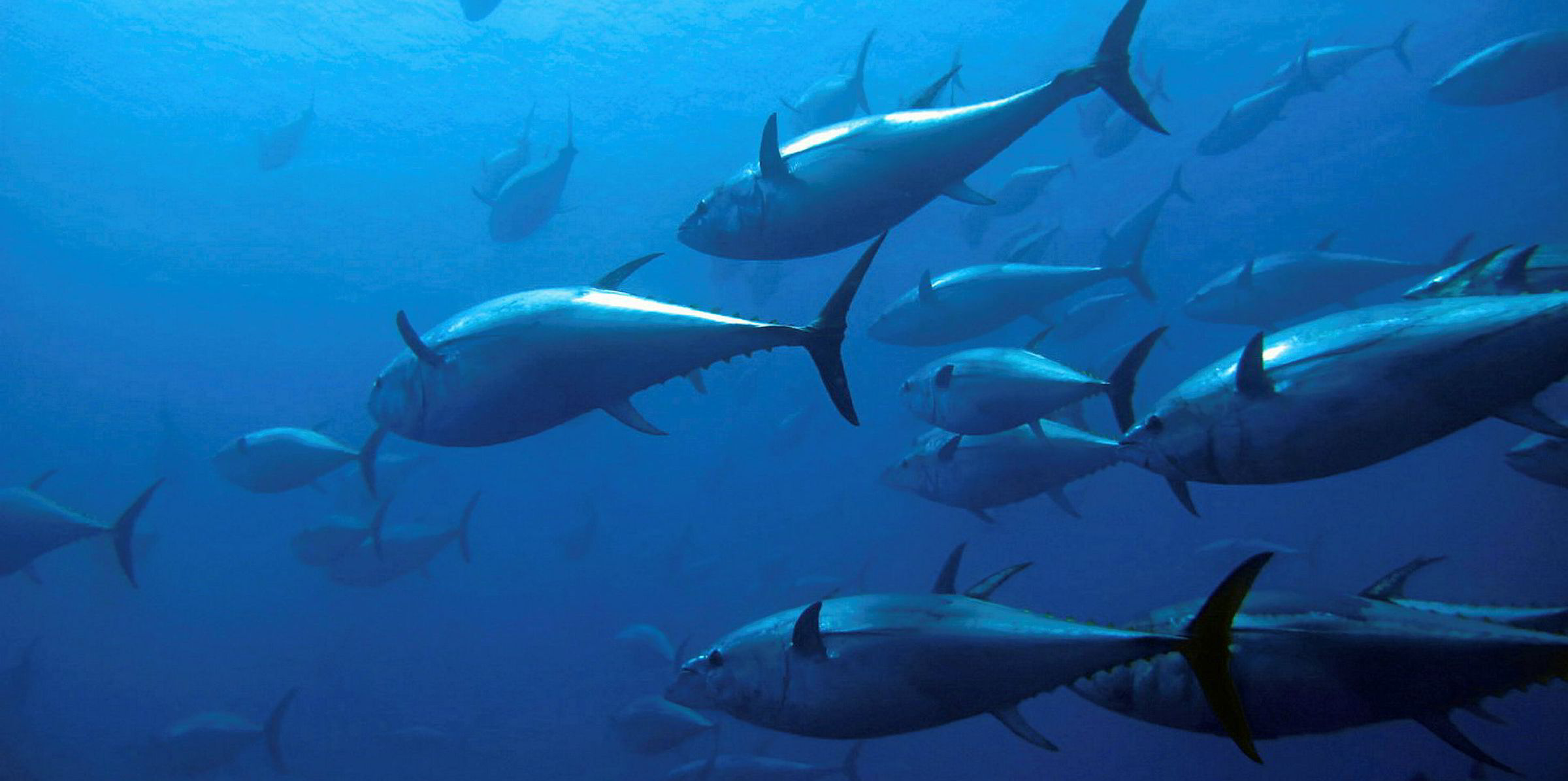 30,000 tons of farmed bluefin tuna hitting South Korean market this
