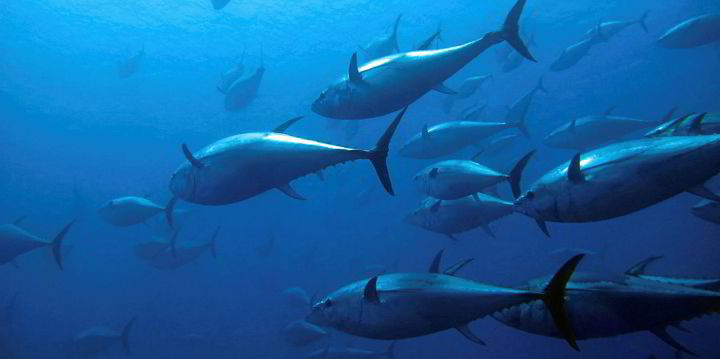 30,000 Tons Of Farmed Bluefin Tuna Hitting South Korean Market This 