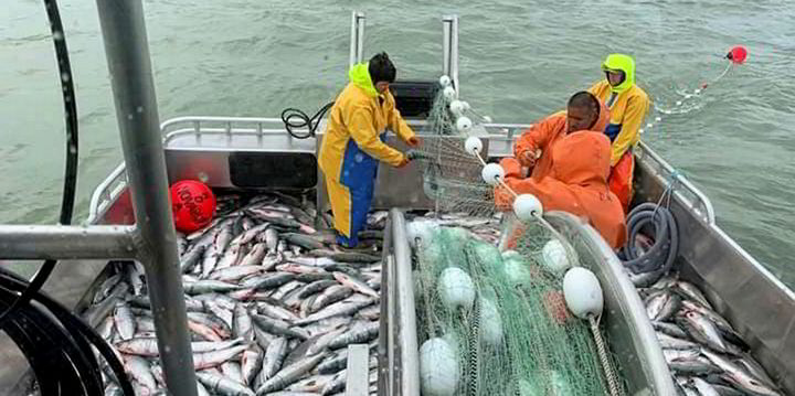 Why Alaska's Bristol Bay fishermen could see base prices below last ...