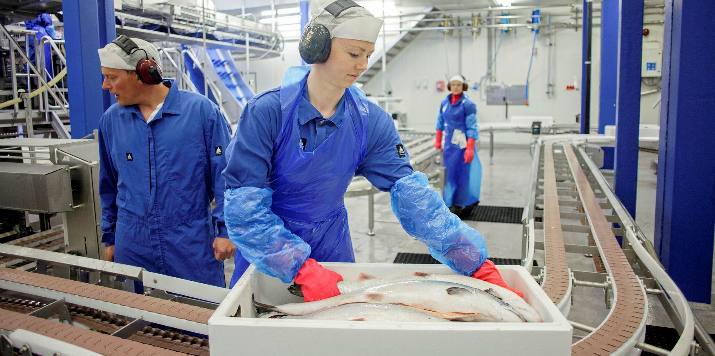 Norwegian farmed salmon prices headed for new low close to production