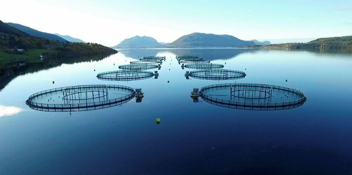 Norwegian Halibut Farmer Posts Red Figures 