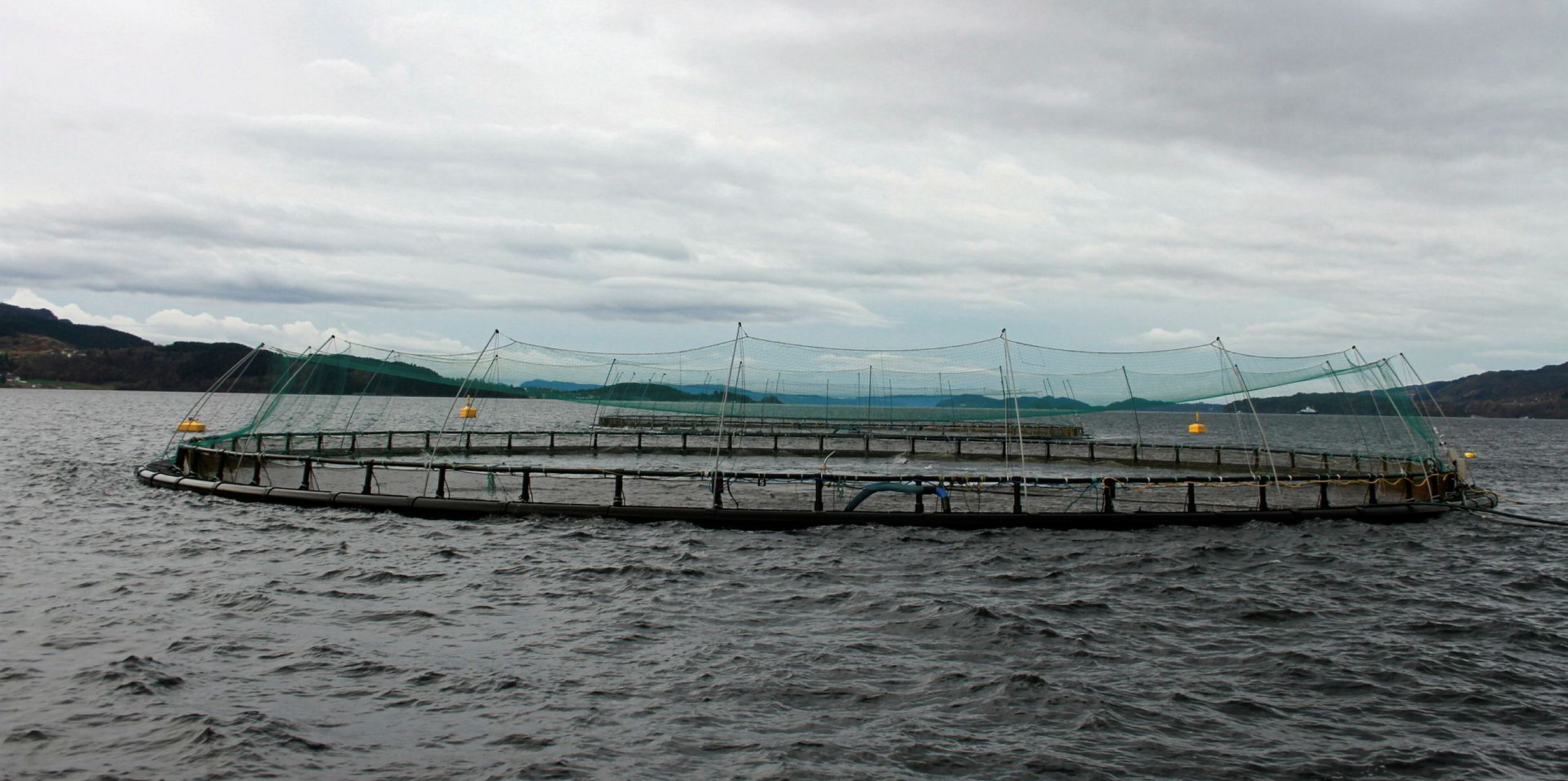 Har startet utslaktingen av ILA-fisk | IntraFish.no